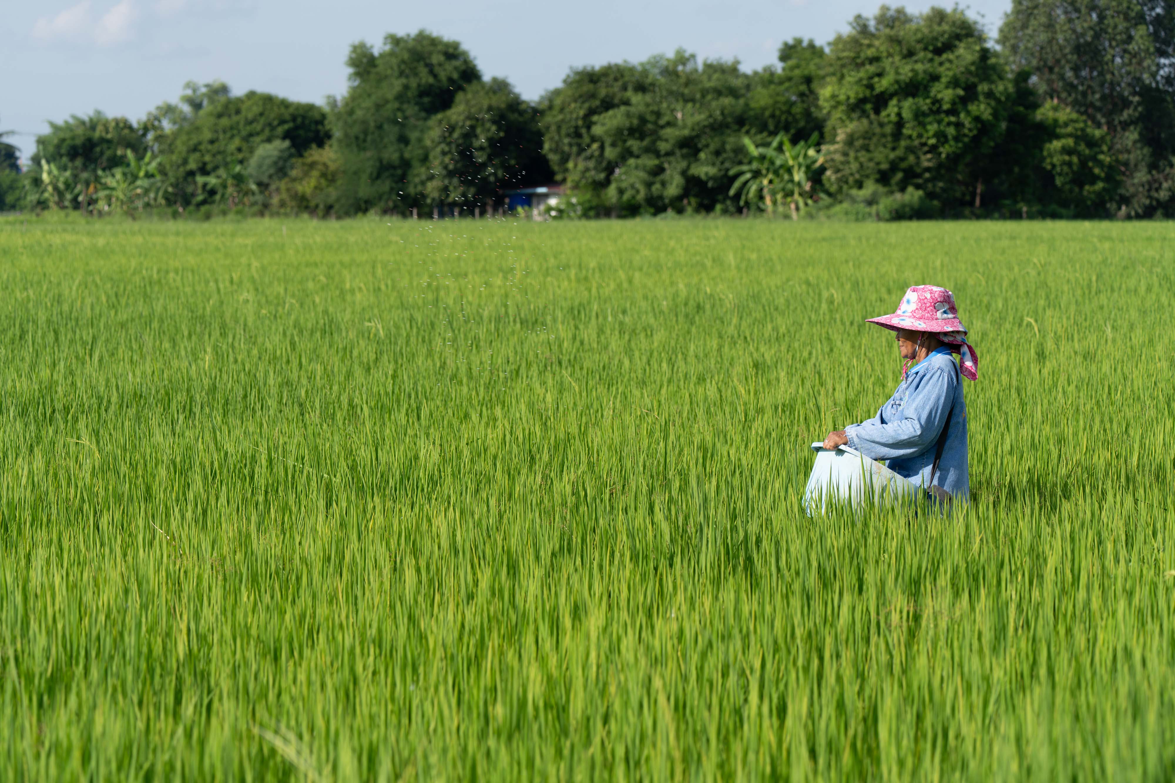 DFI Retail Group launches Low-Carbon Rice Pilot Programme in Thailand