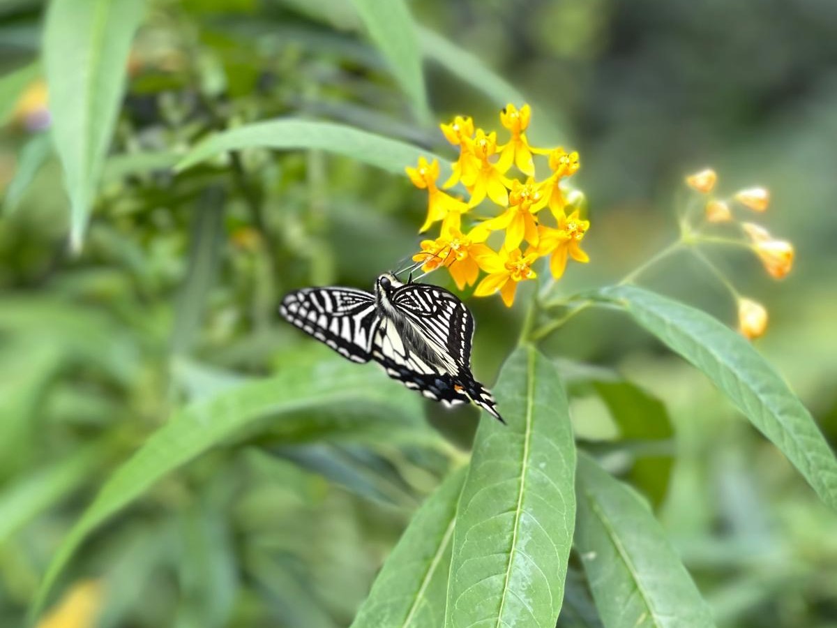 The Art Garden has incorporated different nectar-rich plants to create a butterfly-friendly ecological environment and attract more butterflies.